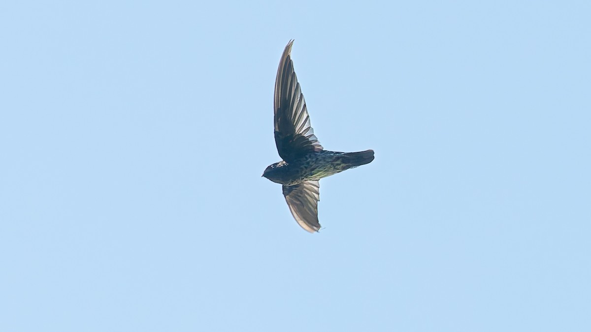 Plume-toed Swiftlet - ML644132540