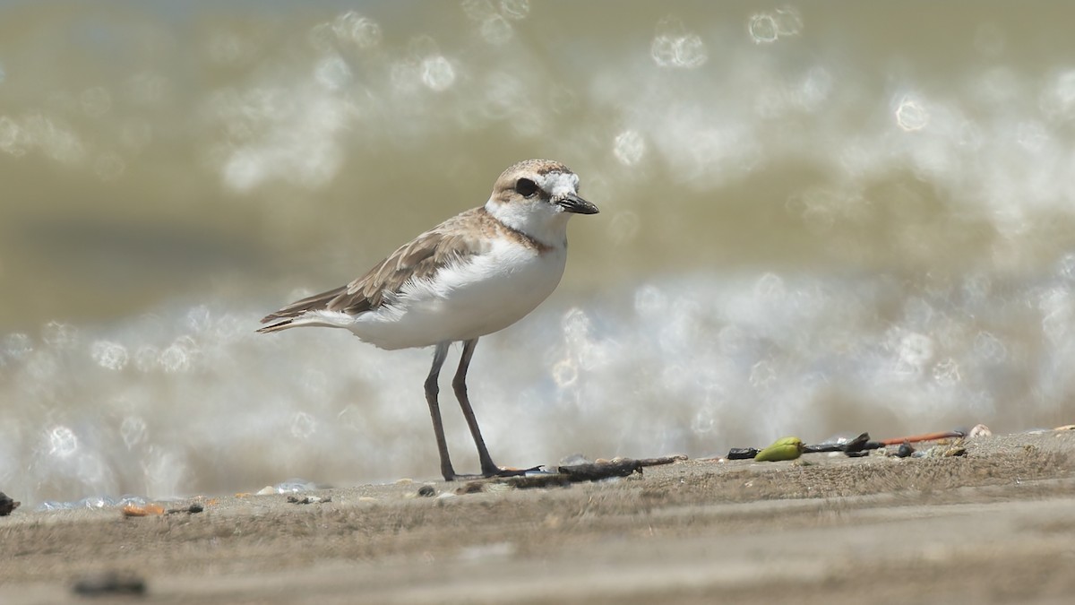 Malaysian Plover - ML644132545
