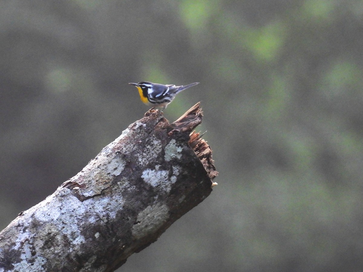 Yellow-throated Warbler - ML644132547