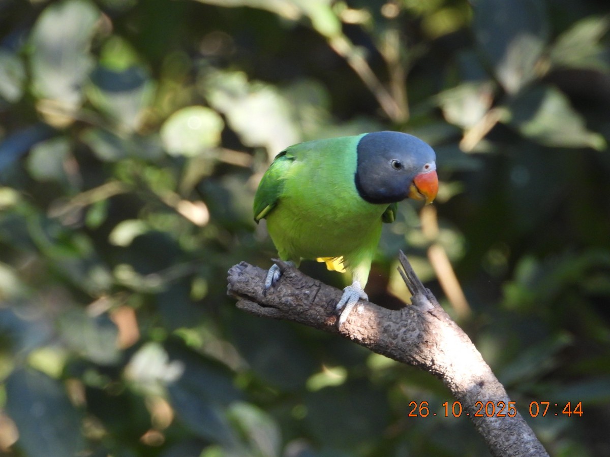 Slaty-headed Parakeet - ML644132574
