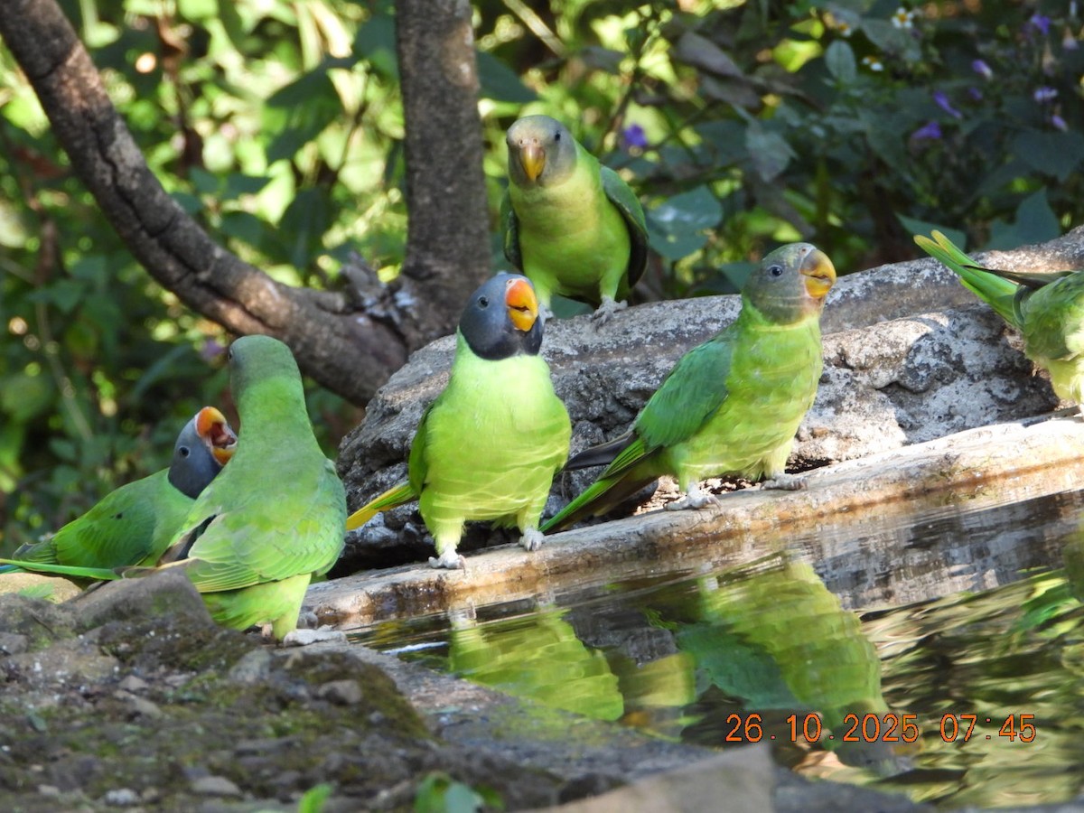 Slaty-headed Parakeet - ML644132575