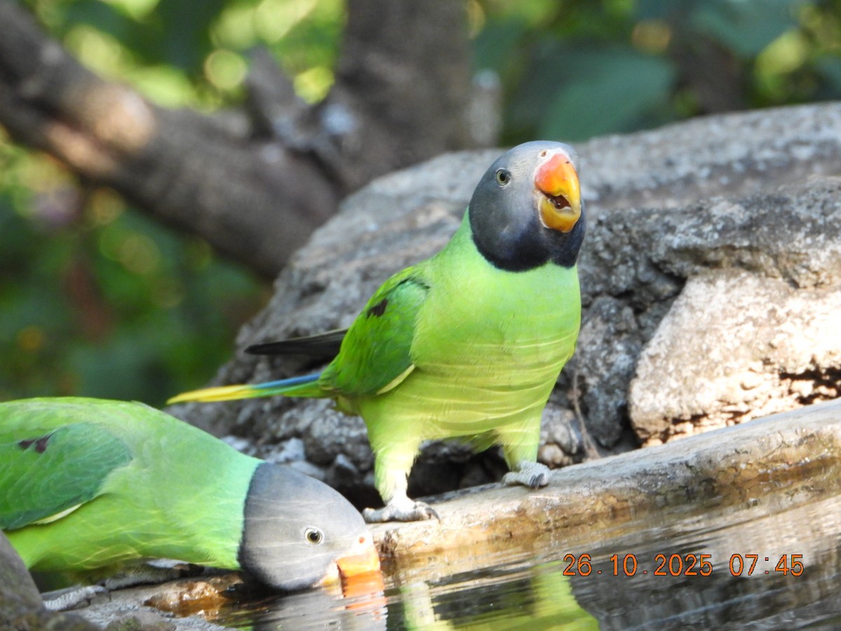 Slaty-headed Parakeet - ML644132576