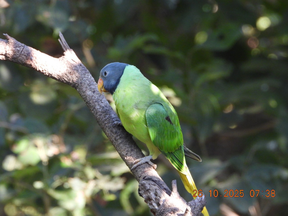 Slaty-headed Parakeet - ML644132577