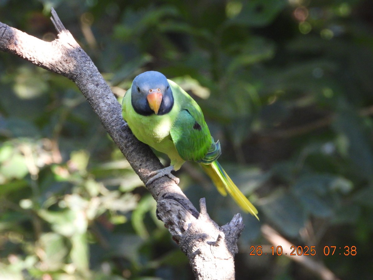 Slaty-headed Parakeet - ML644132578