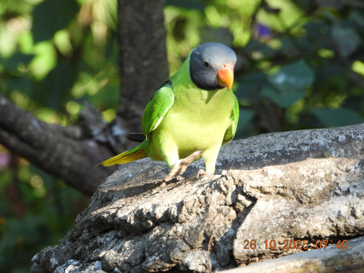 Slaty-headed Parakeet - ML644132579
