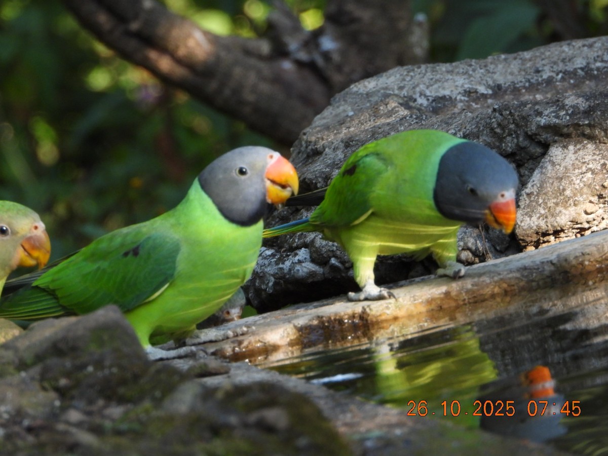 Slaty-headed Parakeet - ML644132580