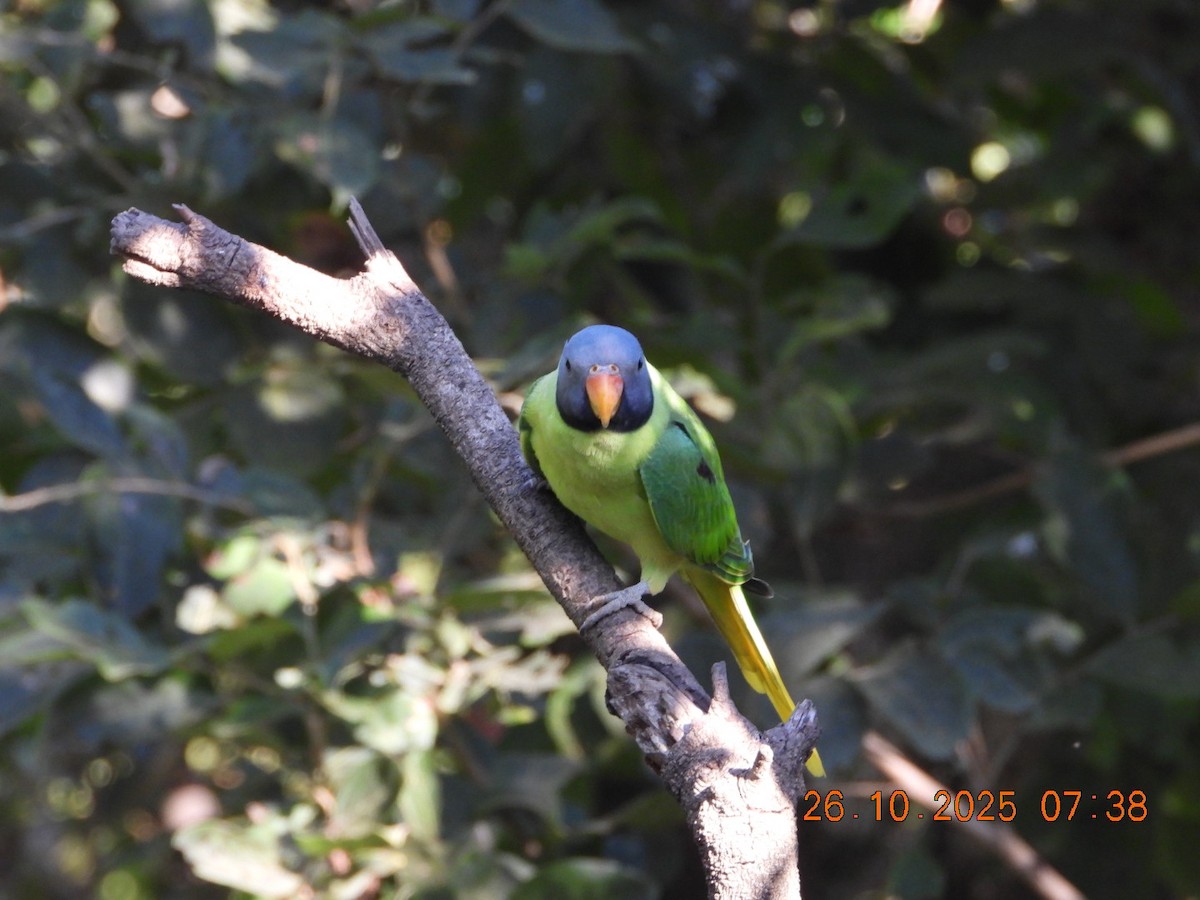 Slaty-headed Parakeet - ML644132581