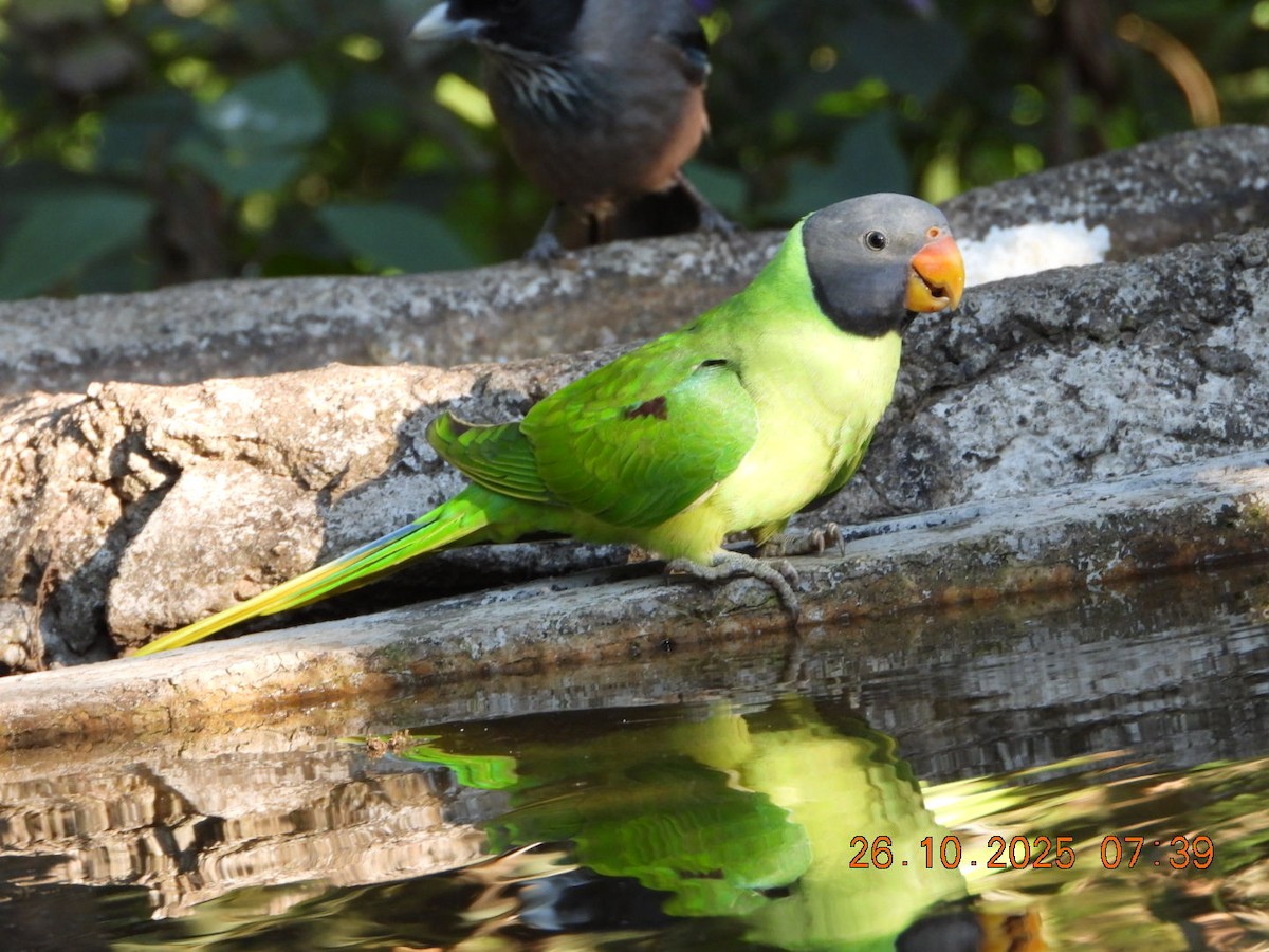 Slaty-headed Parakeet - ML644132582