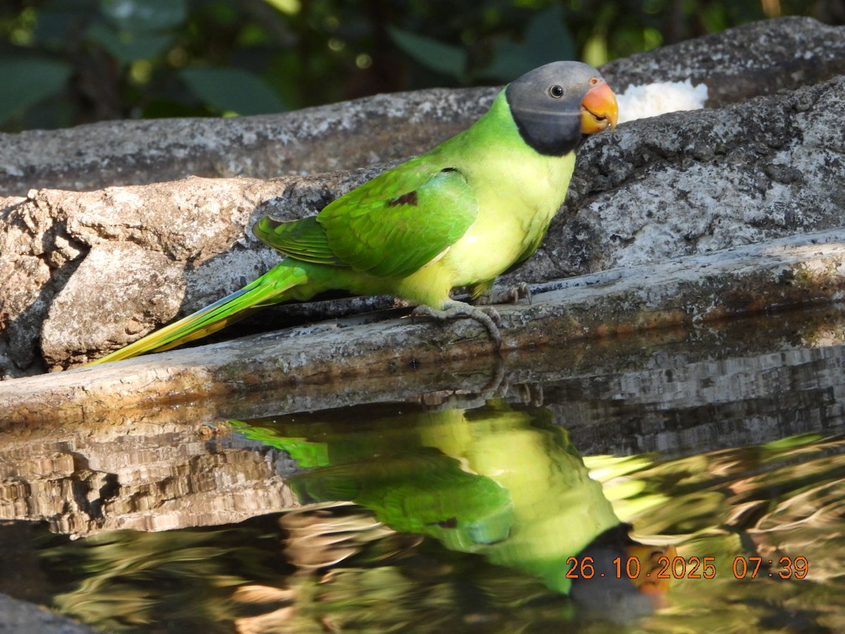 Slaty-headed Parakeet - ML644132583