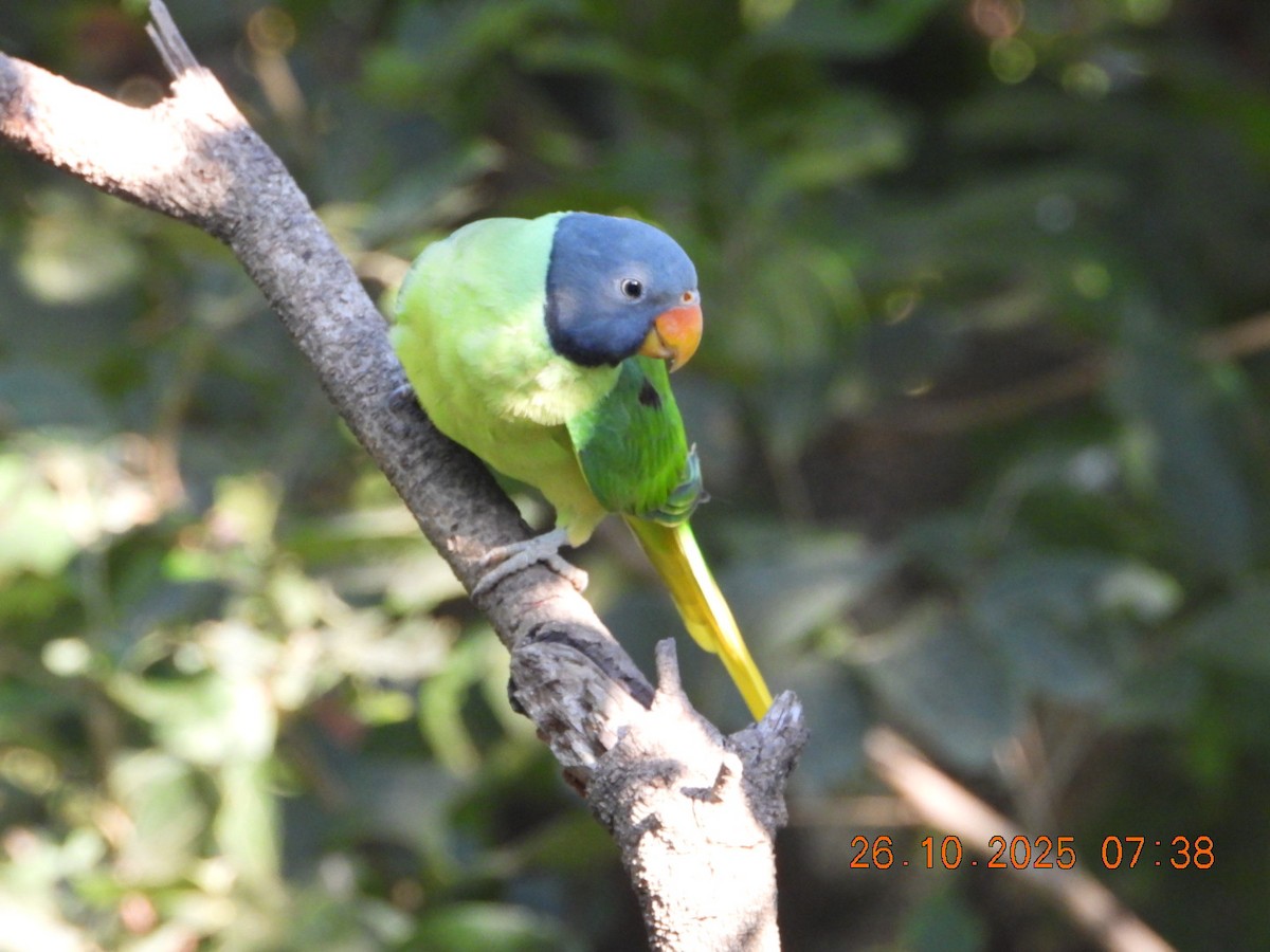 Slaty-headed Parakeet - ML644132584