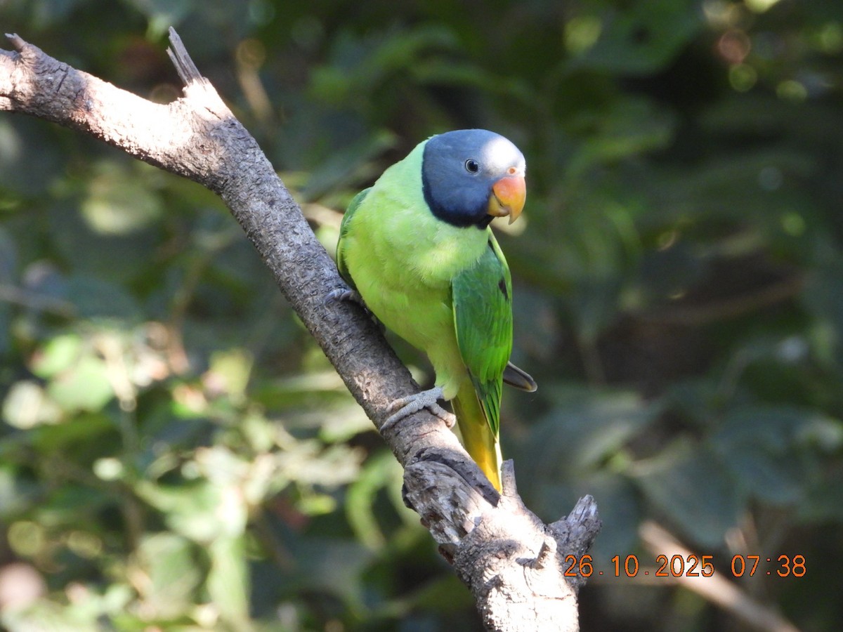 Slaty-headed Parakeet - ML644132585