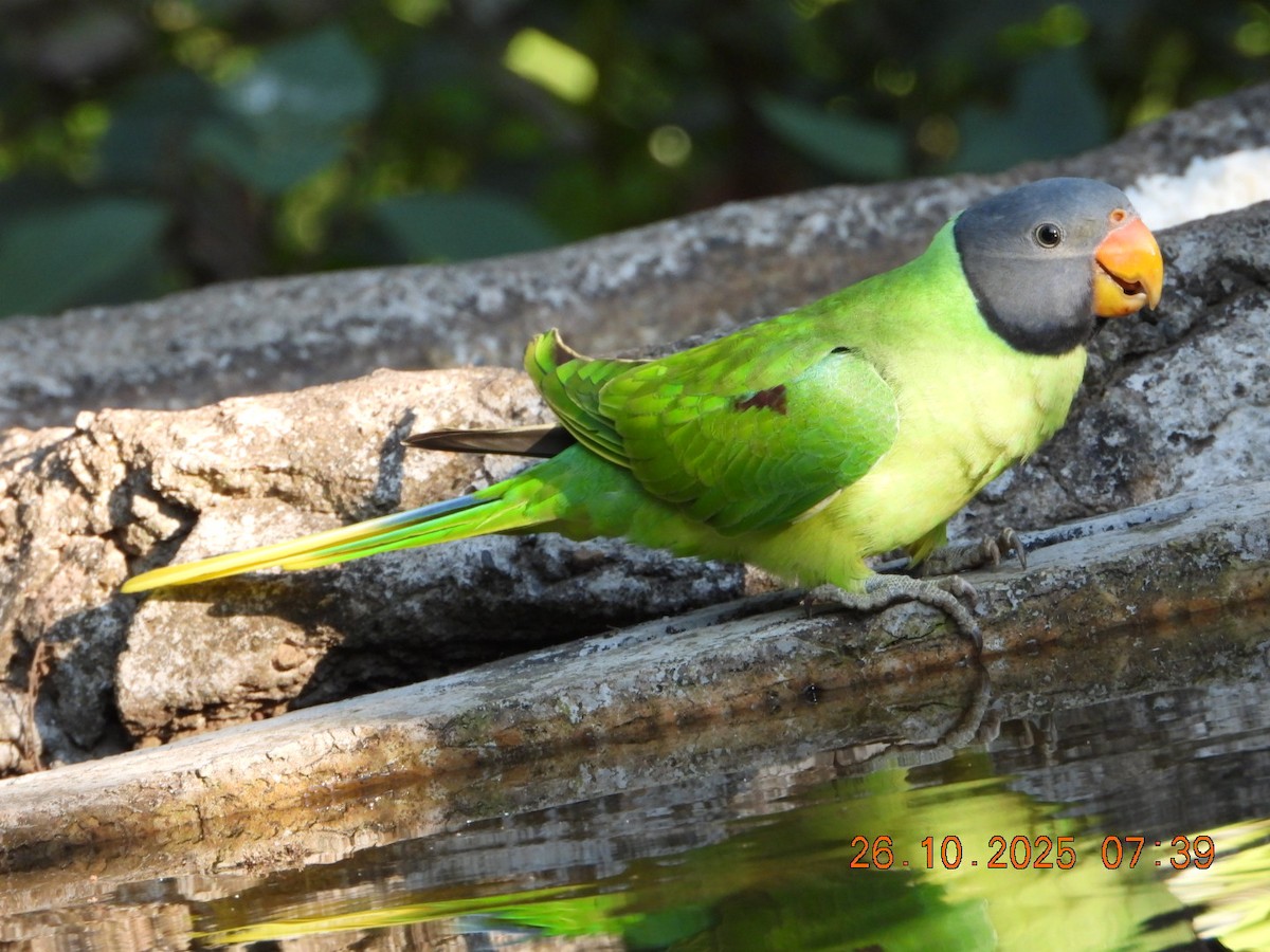 Slaty-headed Parakeet - ML644132586