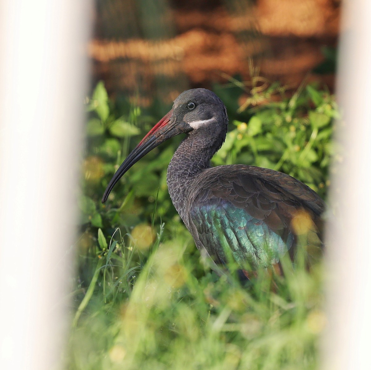 Ibis hagedash - ML644132587