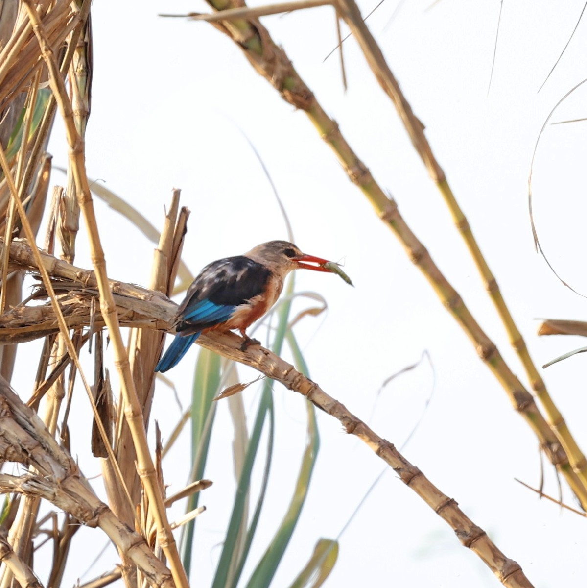 Alción Cabeciblanco - ML644132589