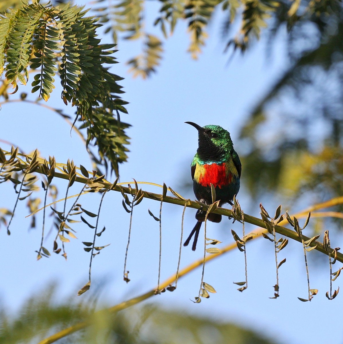 Beautiful Sunbird - ML644132611