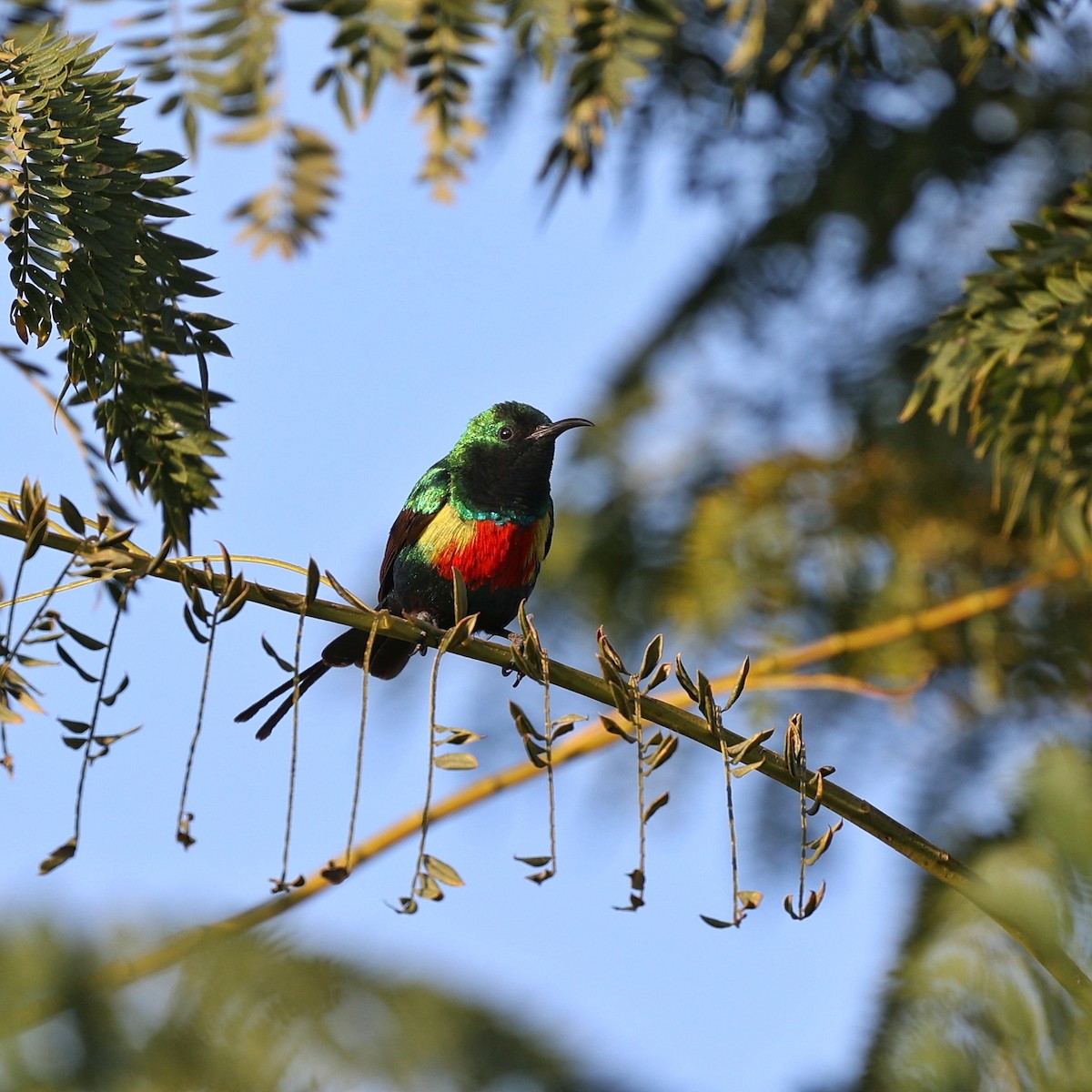 Beautiful Sunbird - ML644132612