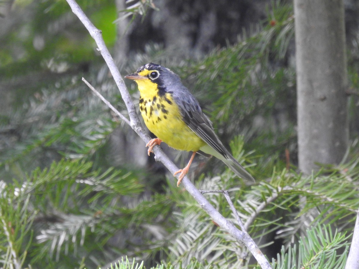 Canada Warbler - ML644132617