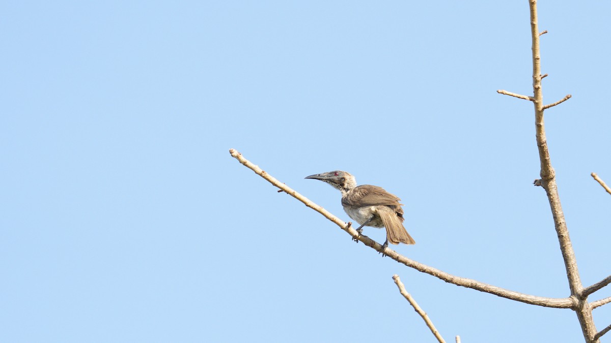 hjelmmunkefugl - ML644132618