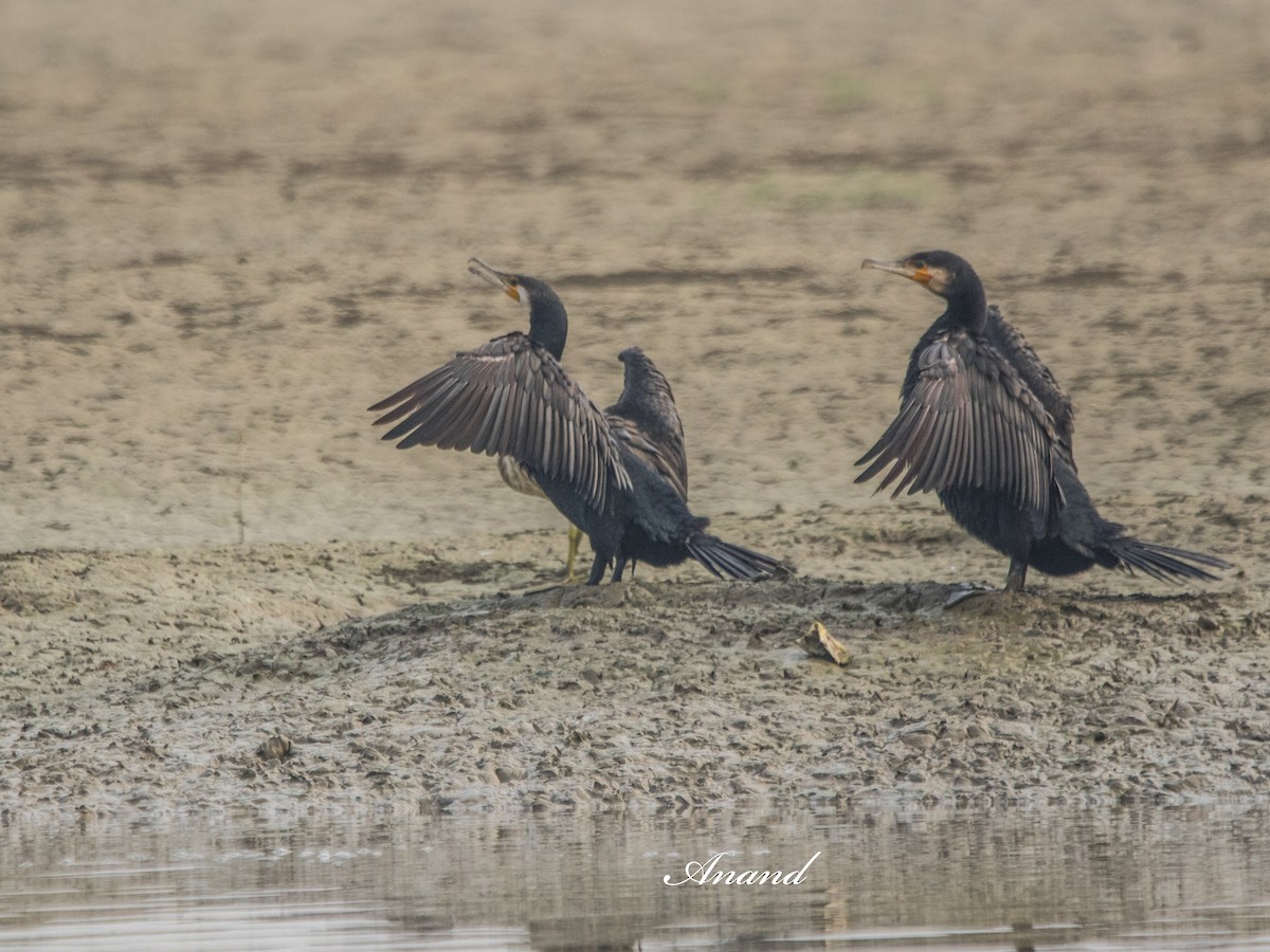 Great Cormorant - ML644132638