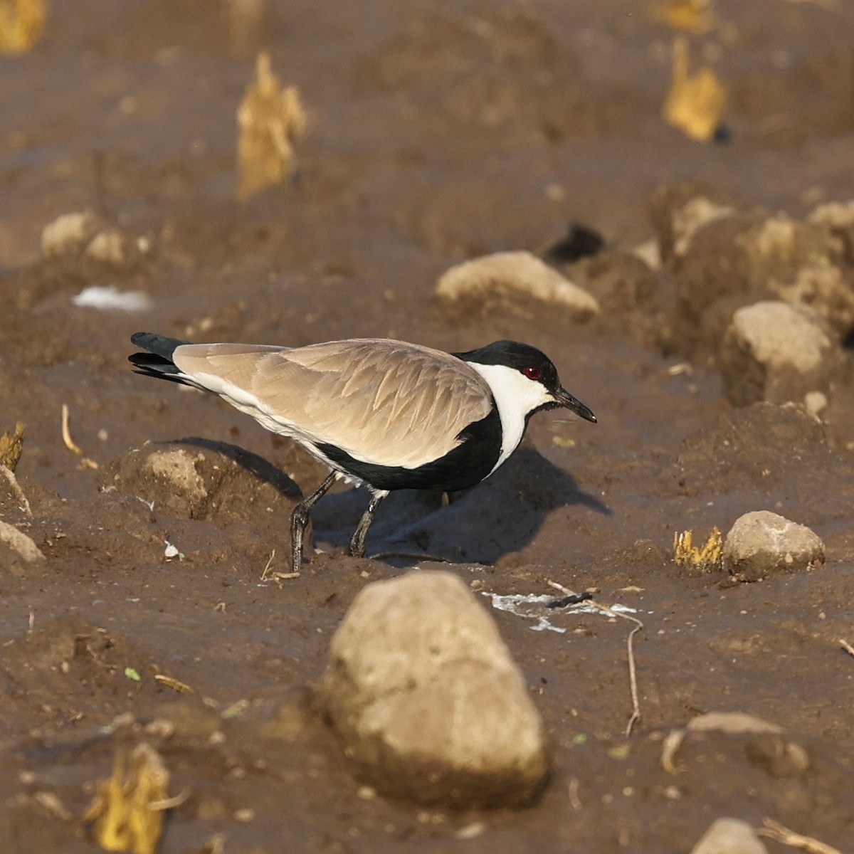 Vanneau à éperons - ML644132644