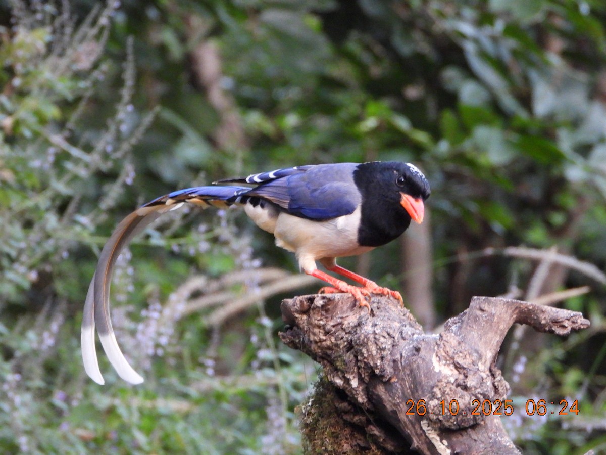 Red-billed Blue-Magpie - ML644132647