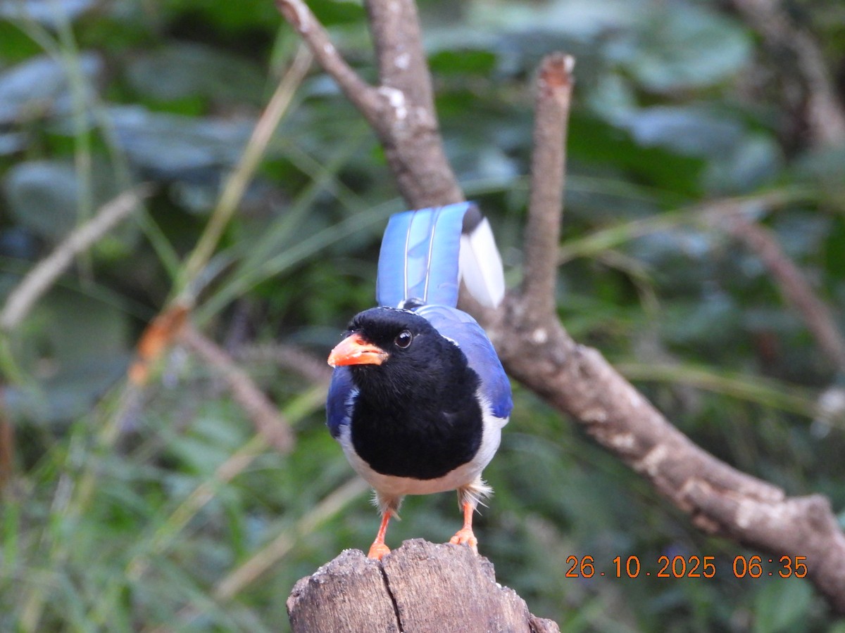 Red-billed Blue-Magpie - ML644132648