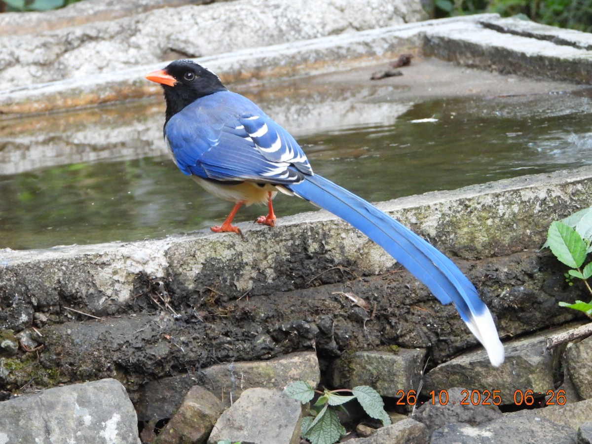 Red-billed Blue-Magpie - ML644132649