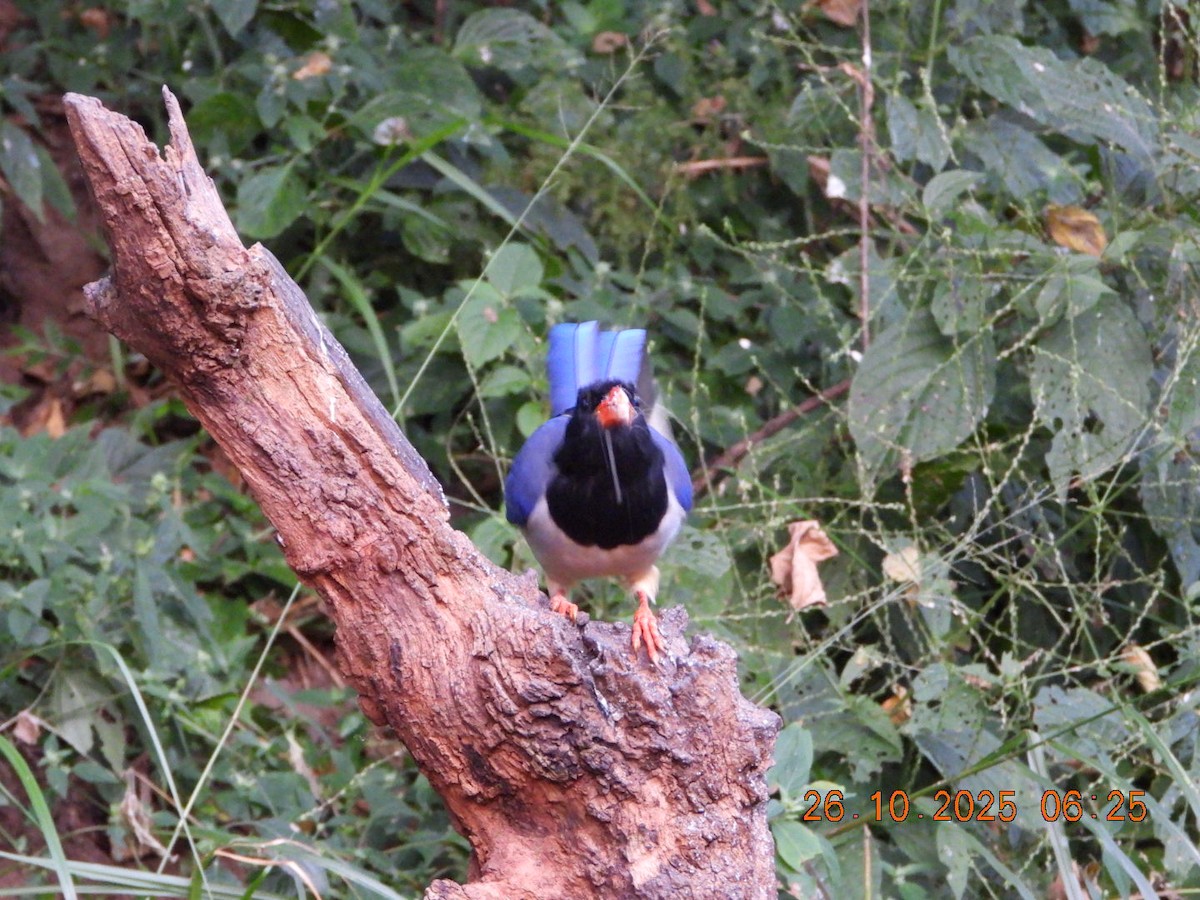 Red-billed Blue-Magpie - ML644132650