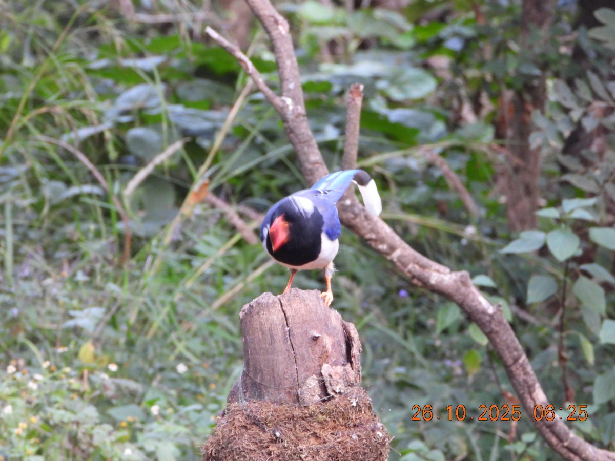 Red-billed Blue-Magpie - ML644132651