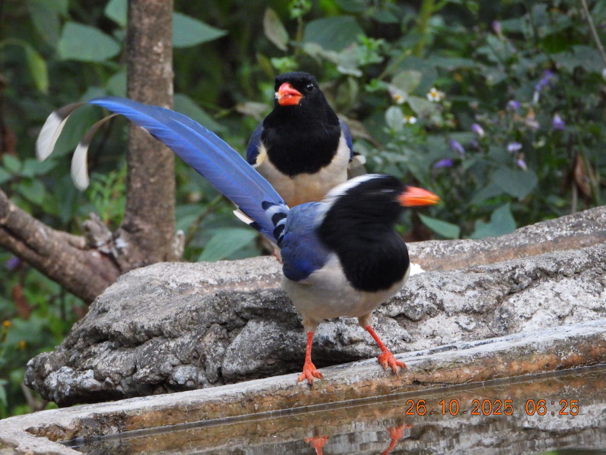Red-billed Blue-Magpie - ML644132652