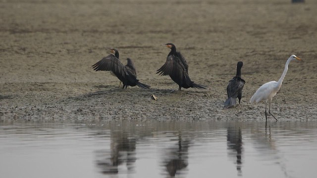 Great Cormorant - ML644132679