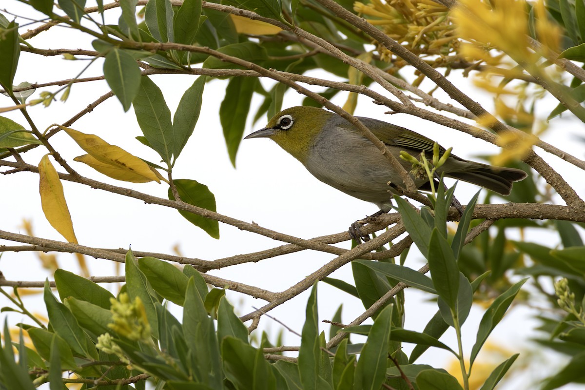 Zostérops à dos gris - ML644132682