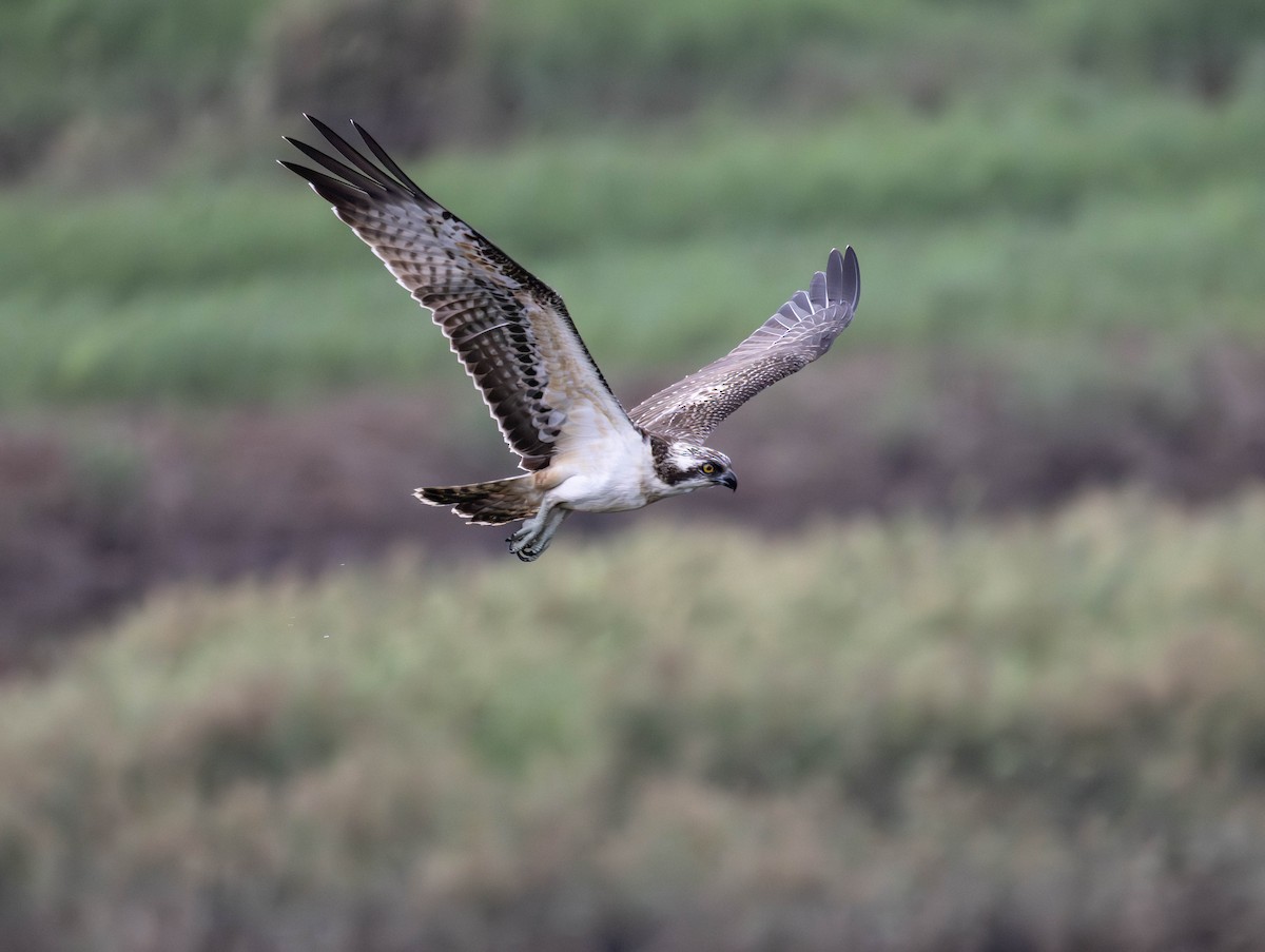 Balbuzard pêcheur - ML644132701