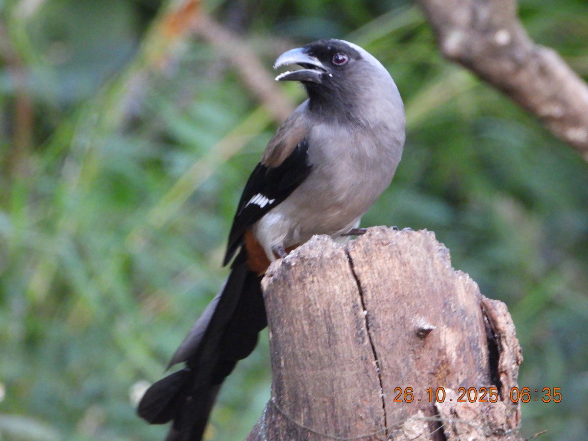 Gray Treepie - ML644132712