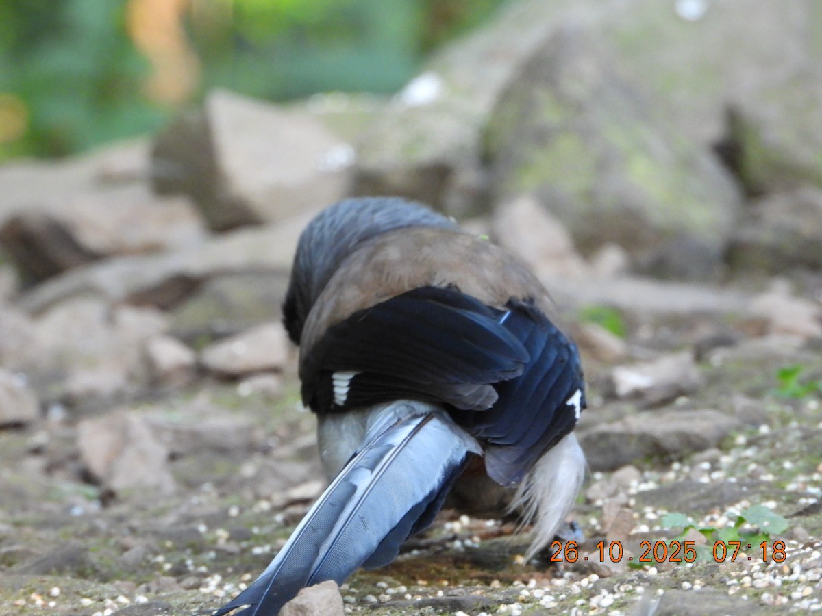 Gray Treepie - ML644132715