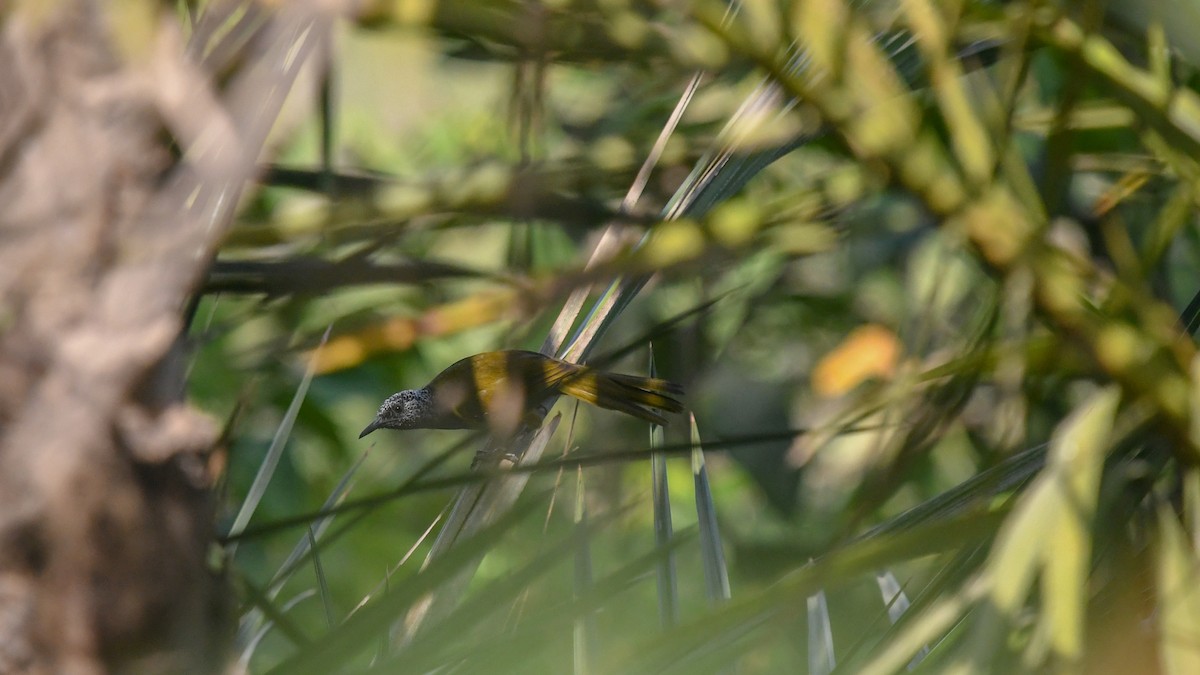 Oriole Warbler - ML644132724