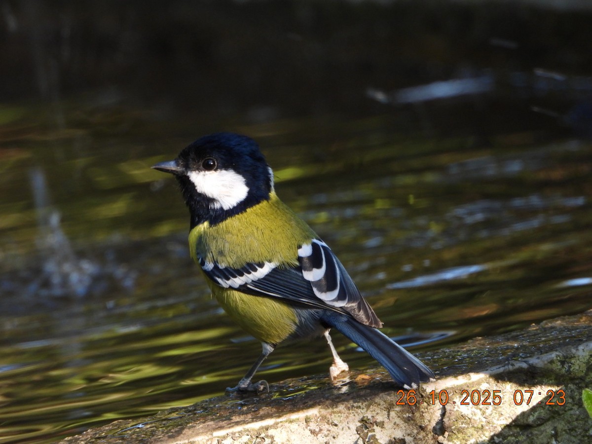 Mésange montagnarde - ML644132725