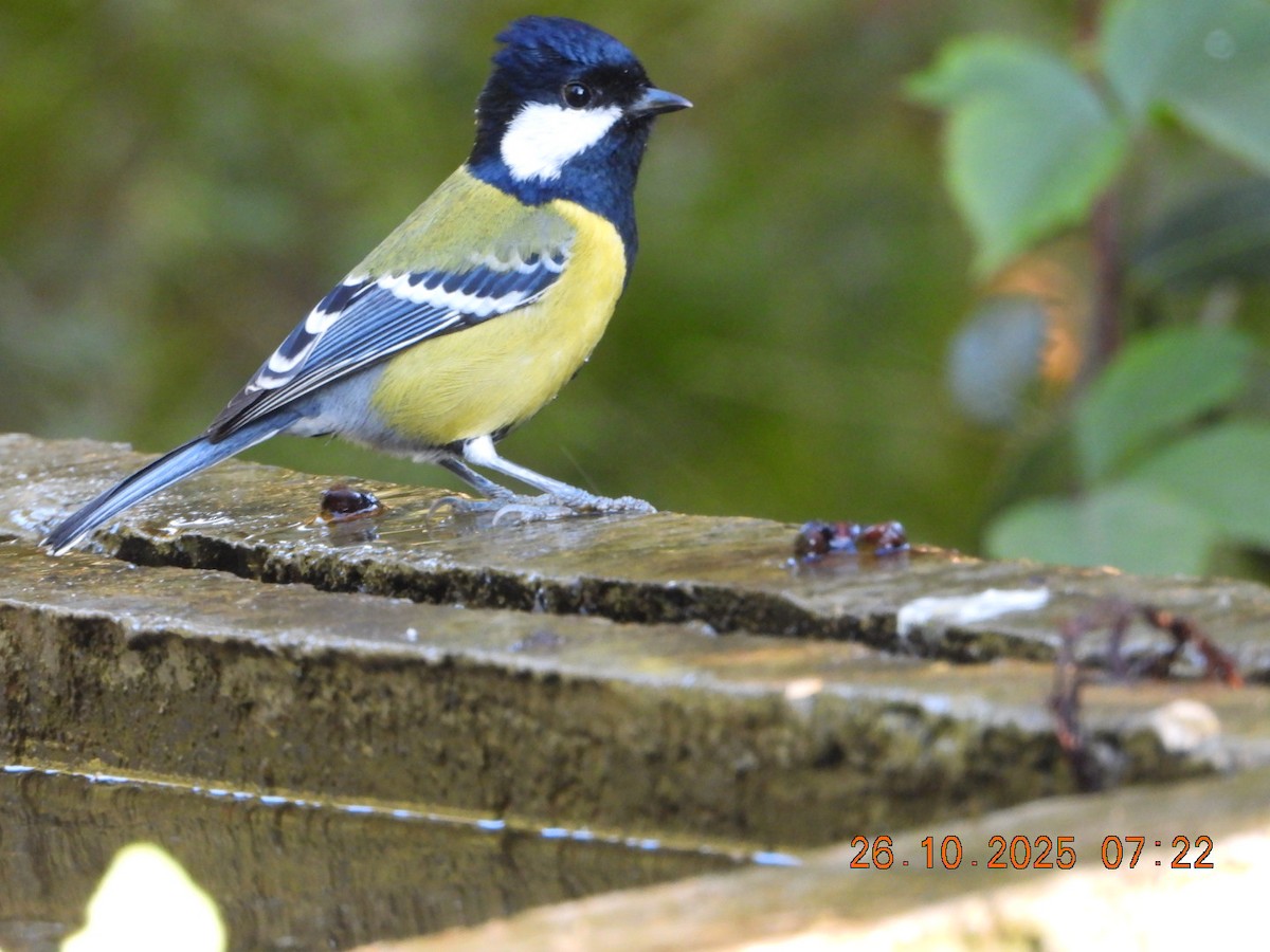 Mésange montagnarde - ML644132726