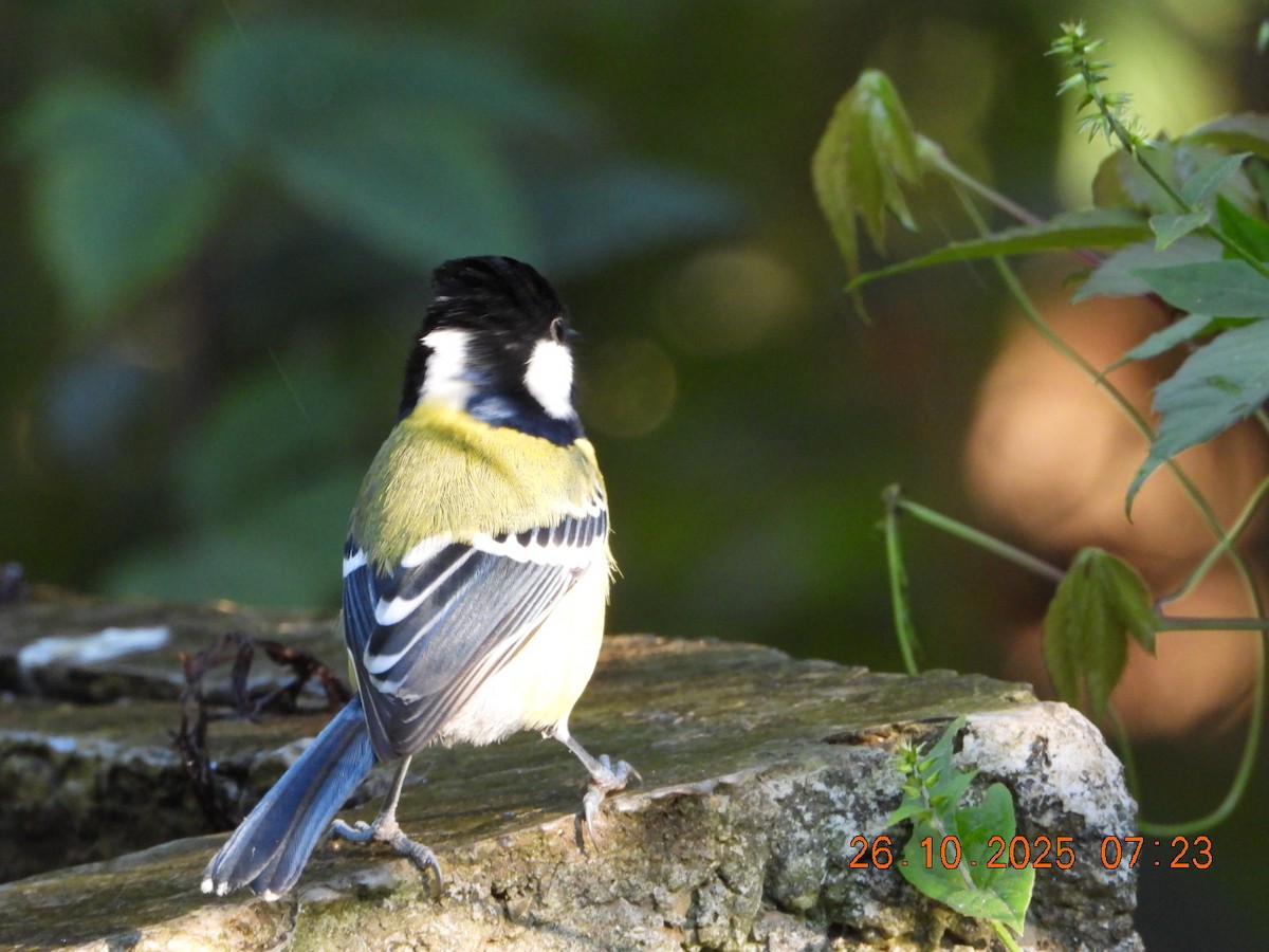 Mésange montagnarde - ML644132728