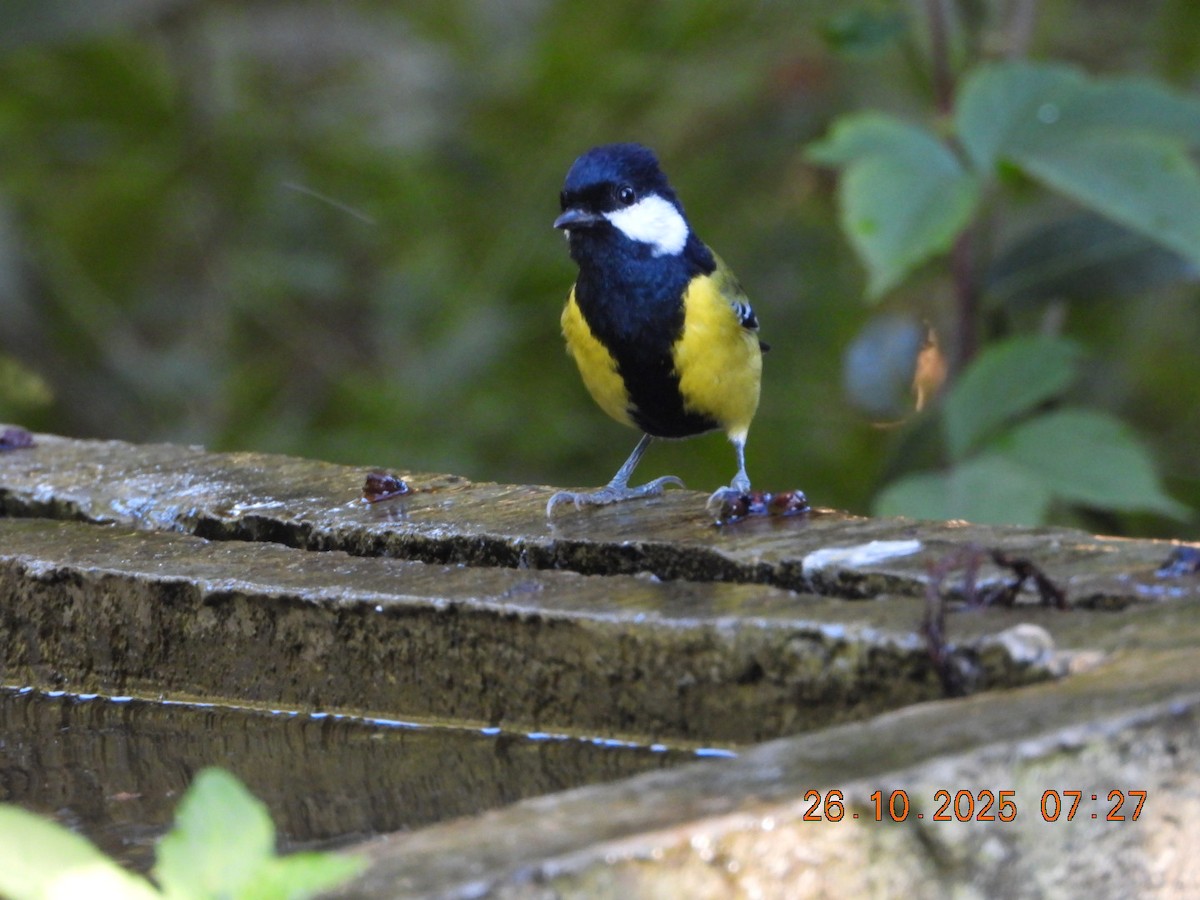 Mésange montagnarde - ML644132729