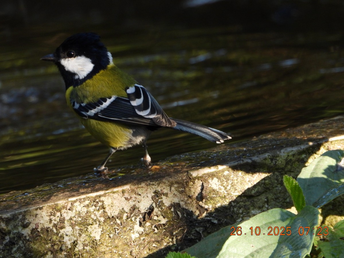 Mésange montagnarde - ML644132730