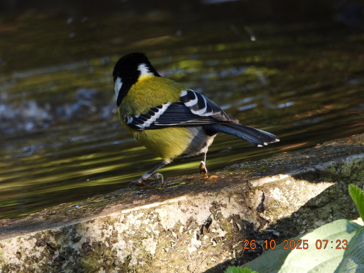 Mésange montagnarde - ML644132731