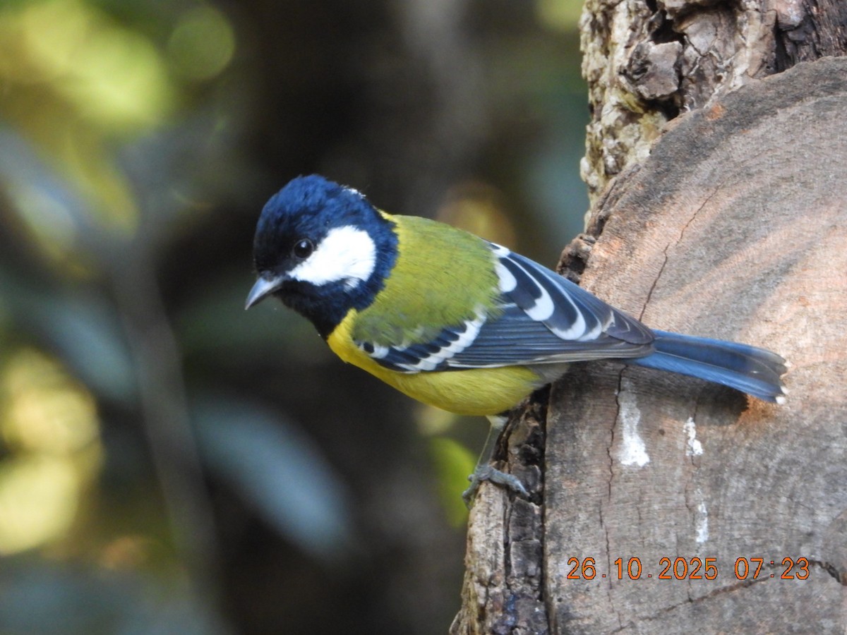 Mésange montagnarde - ML644132732