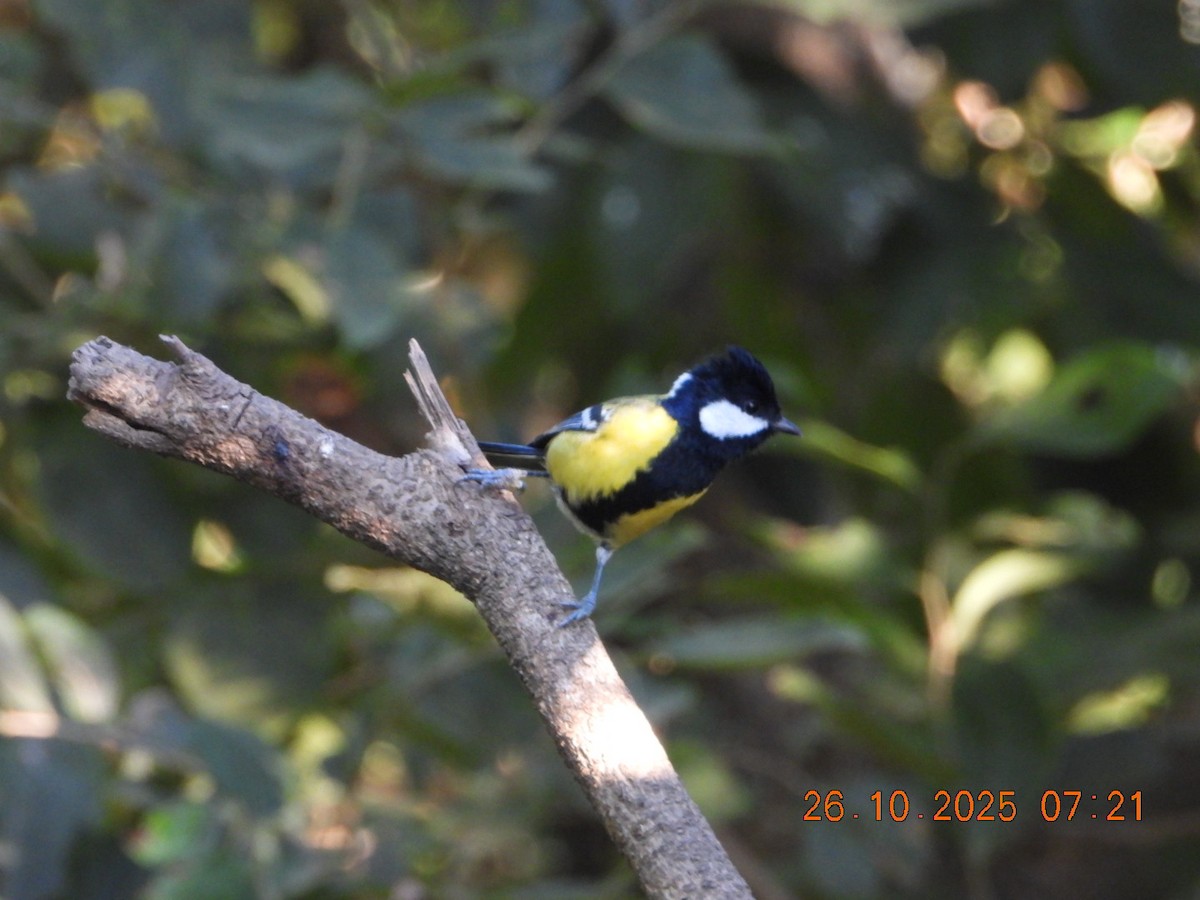 Mésange montagnarde - ML644132734