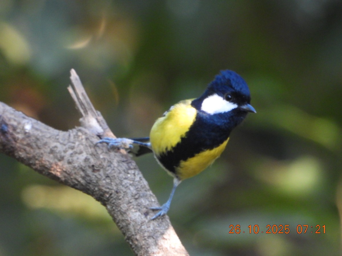 Mésange montagnarde - ML644132736