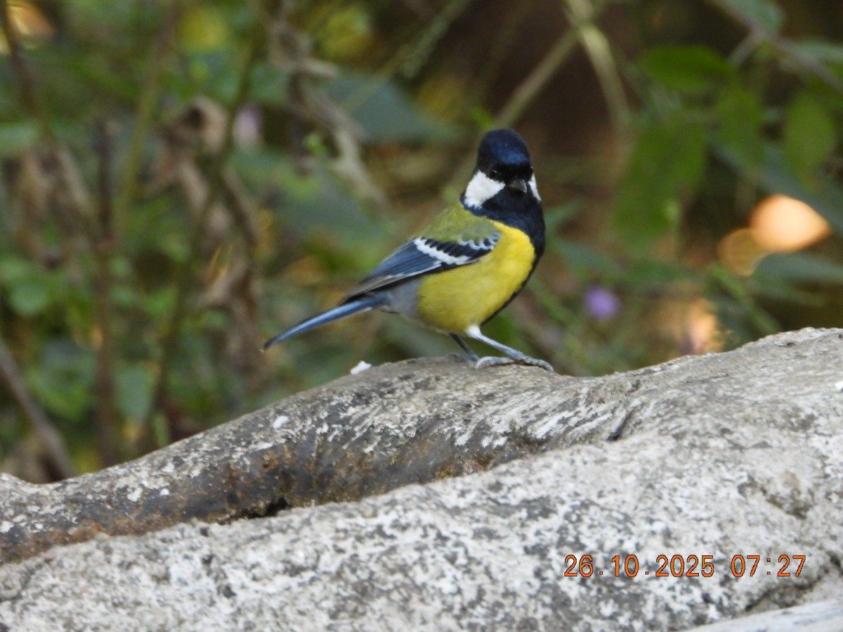 Mésange montagnarde - ML644132737