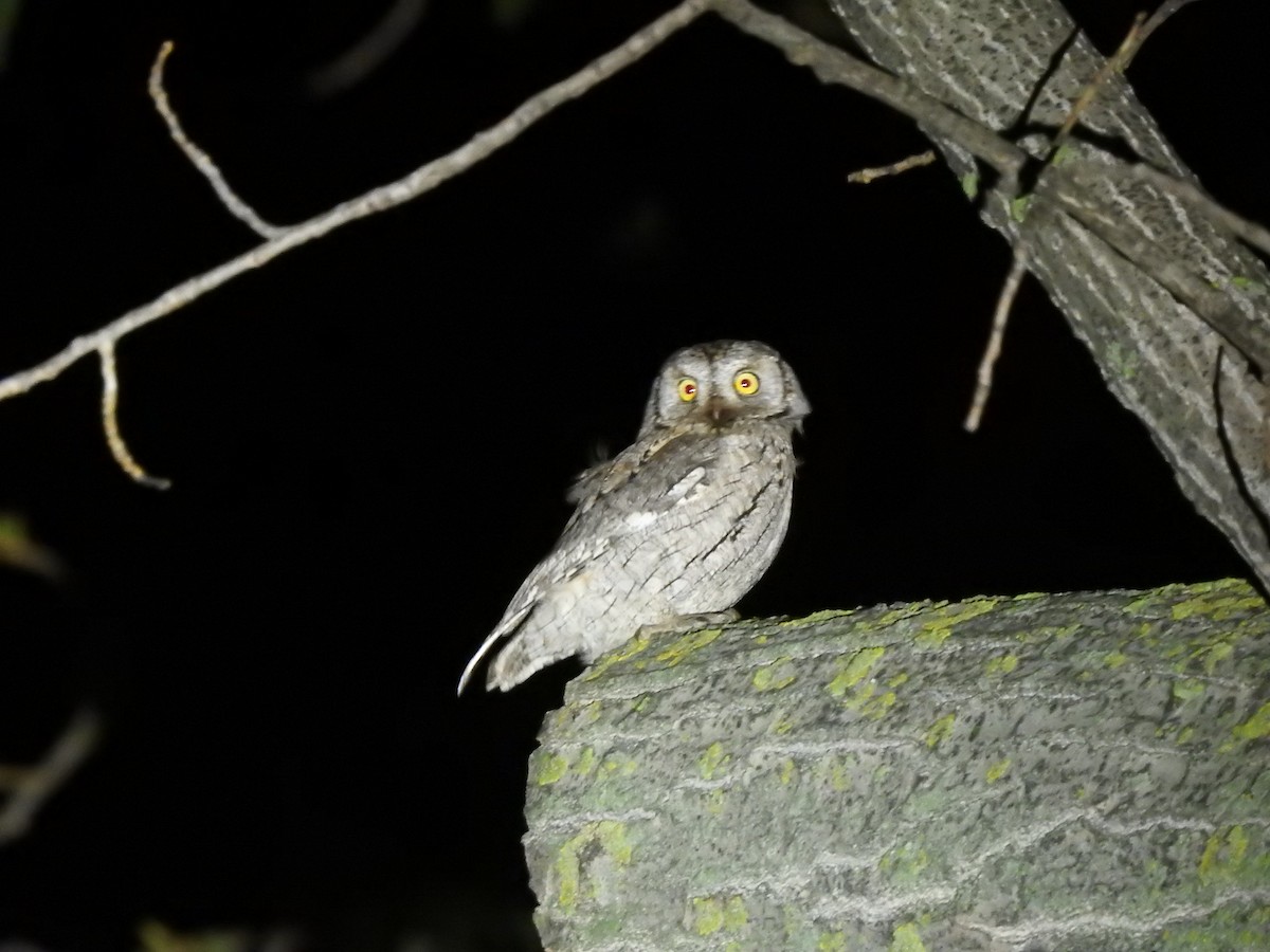 Eurasian Scops-Owl - ML644132738