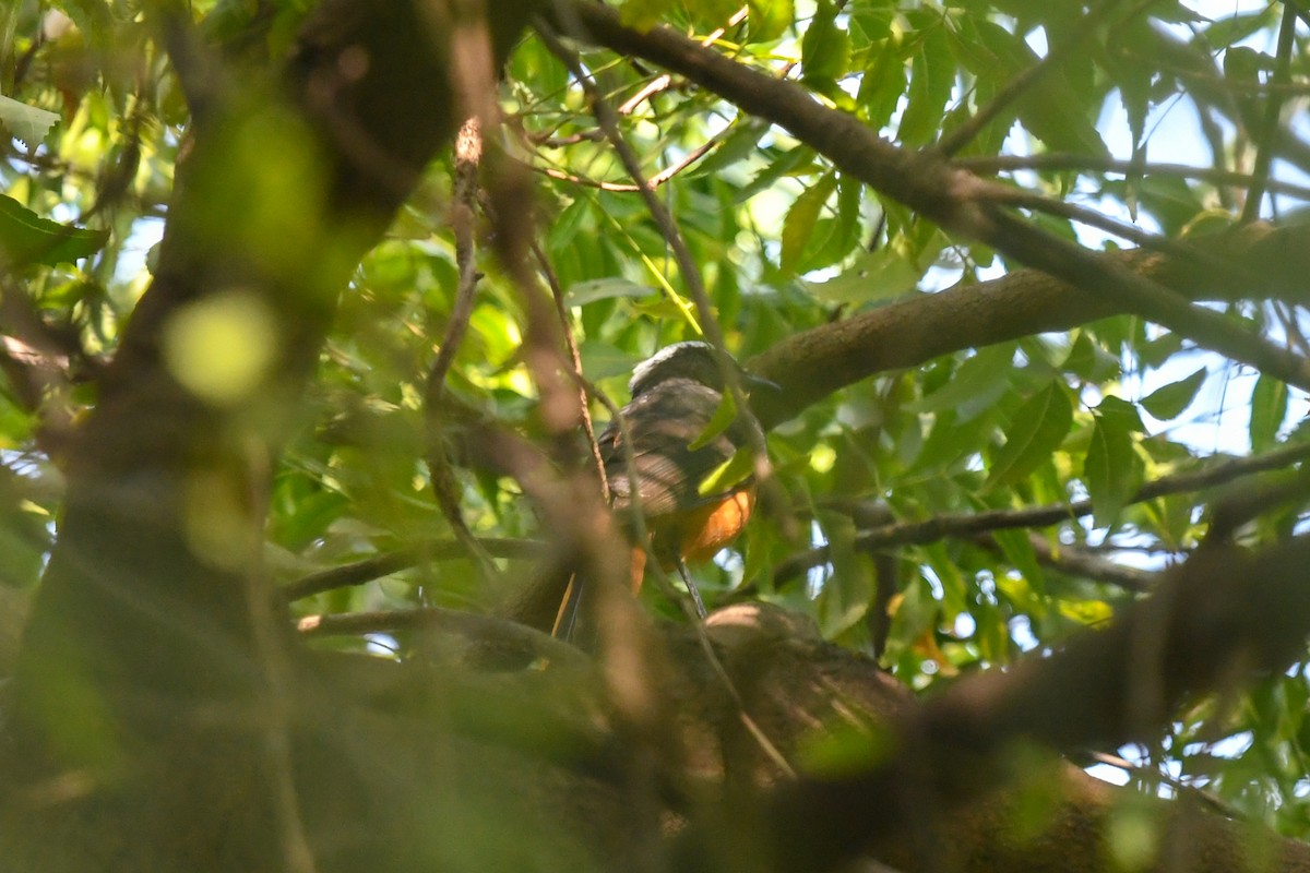 White-crowned Robin-Chat - ML644132740