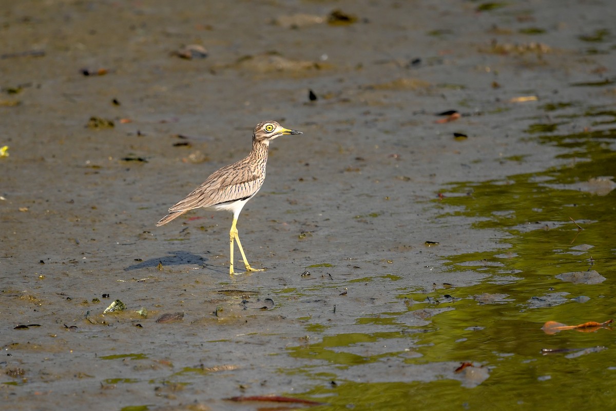 Senegal Thick-knee - ML644132746