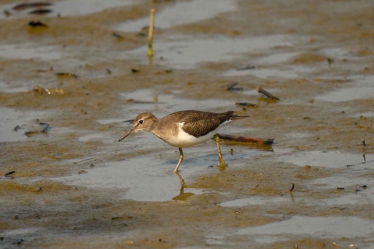 Common Sandpiper - ML644132747